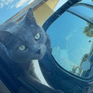 Meet your Posher, Violet